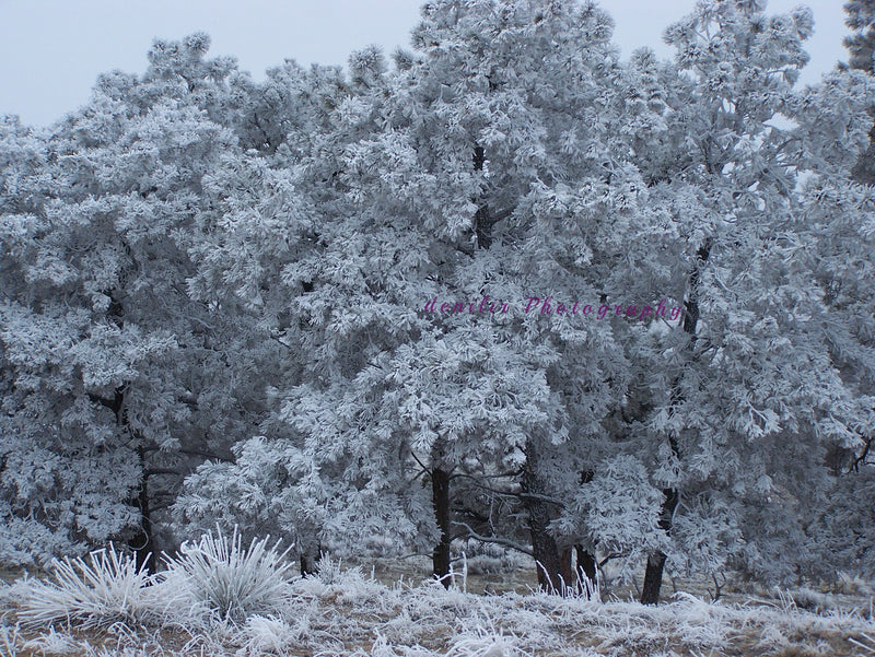 Frosted pine trees, digital download, photos, prints, landscape, winter frost