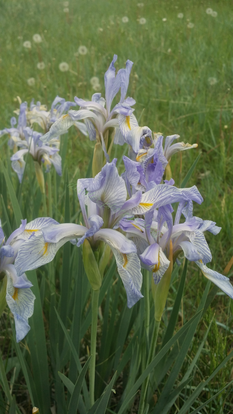 Wild irises, Rocky Mountain Region, U.S.A, digital prints