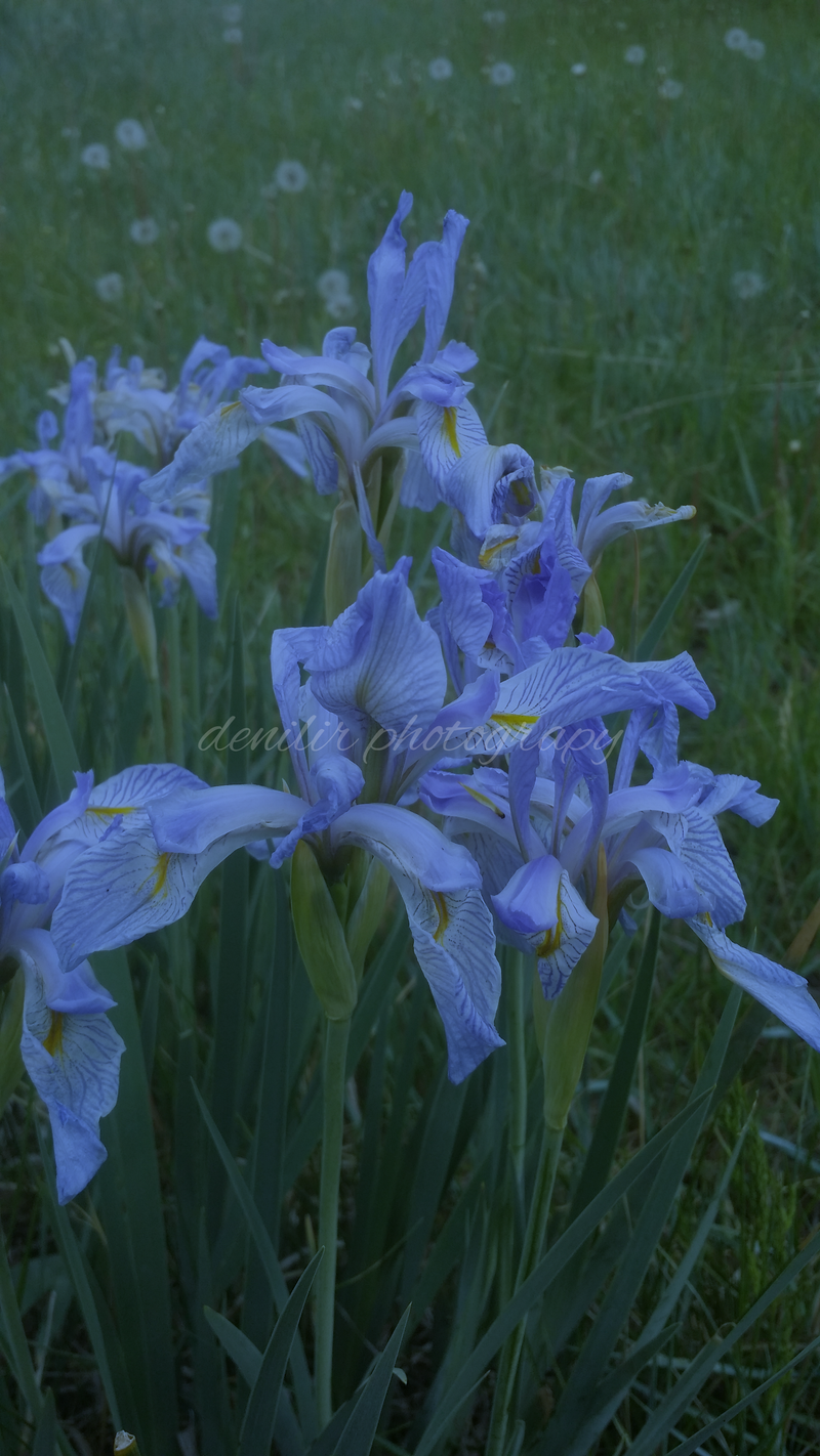 Wild iris with a blue filter, digital print